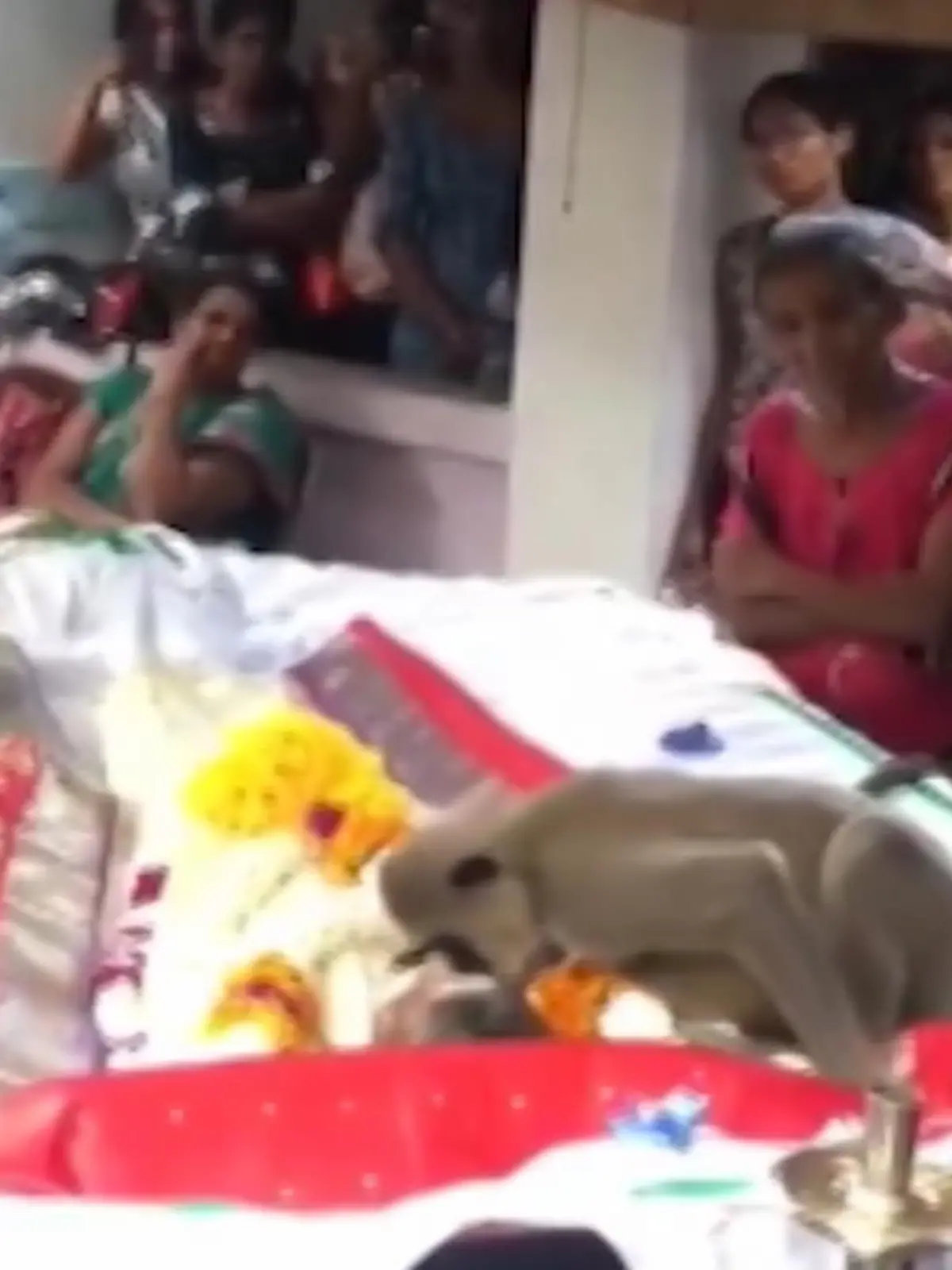 Ein letzter Abschied der besonderen Art. Bei dieser Beerdigung in Sri Lanka erweisen nicht nur Menschen, sondern auch dieser Affe dem Verstorbenen die letzte Ehre. Am offenen Sarg streichelt er den Mann und macht dabei den Anschein, als wäre er zutiefst betroffen.