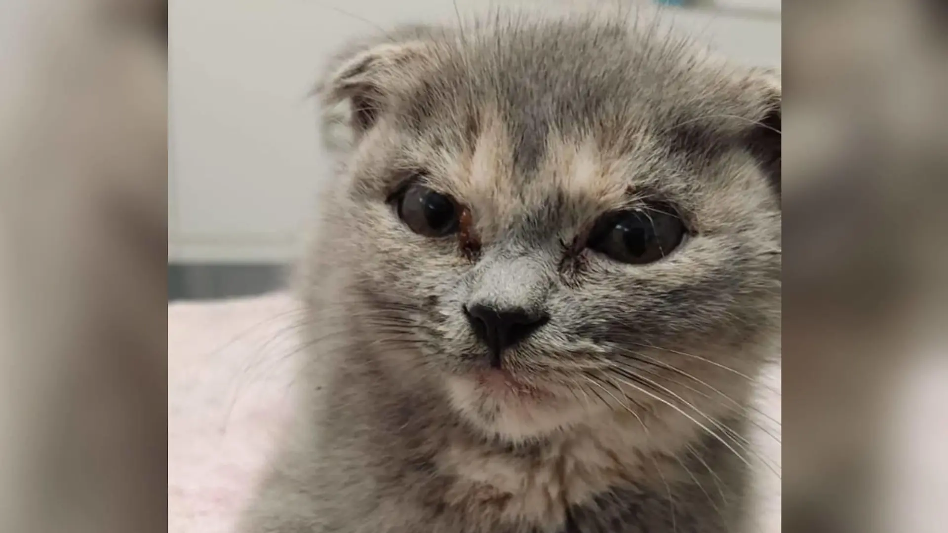Katze Tierheim Bergheim