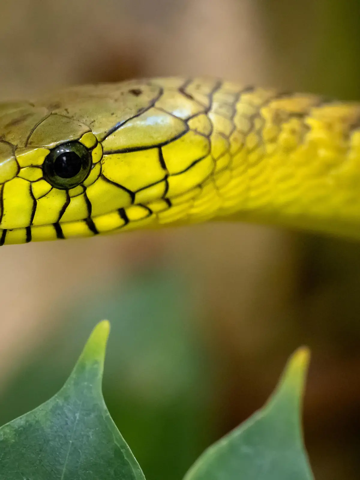 The green mamba (Dendroaspis viridis), a venomous snake