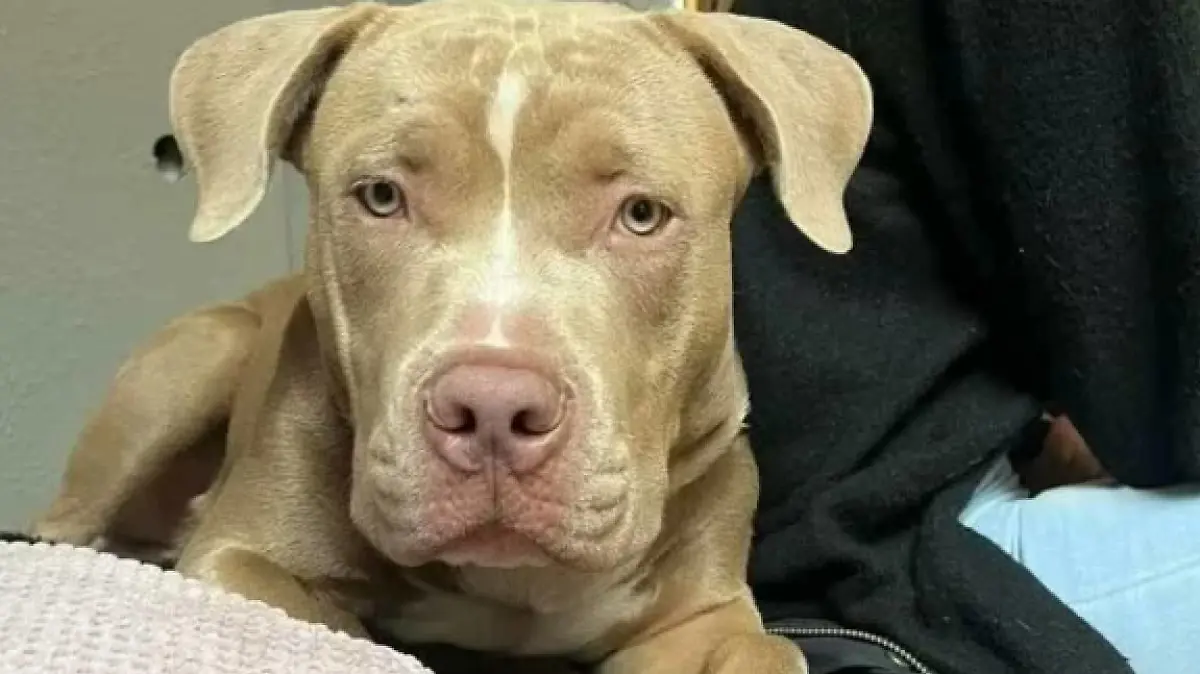 Pitbull-Bulldogge Ares