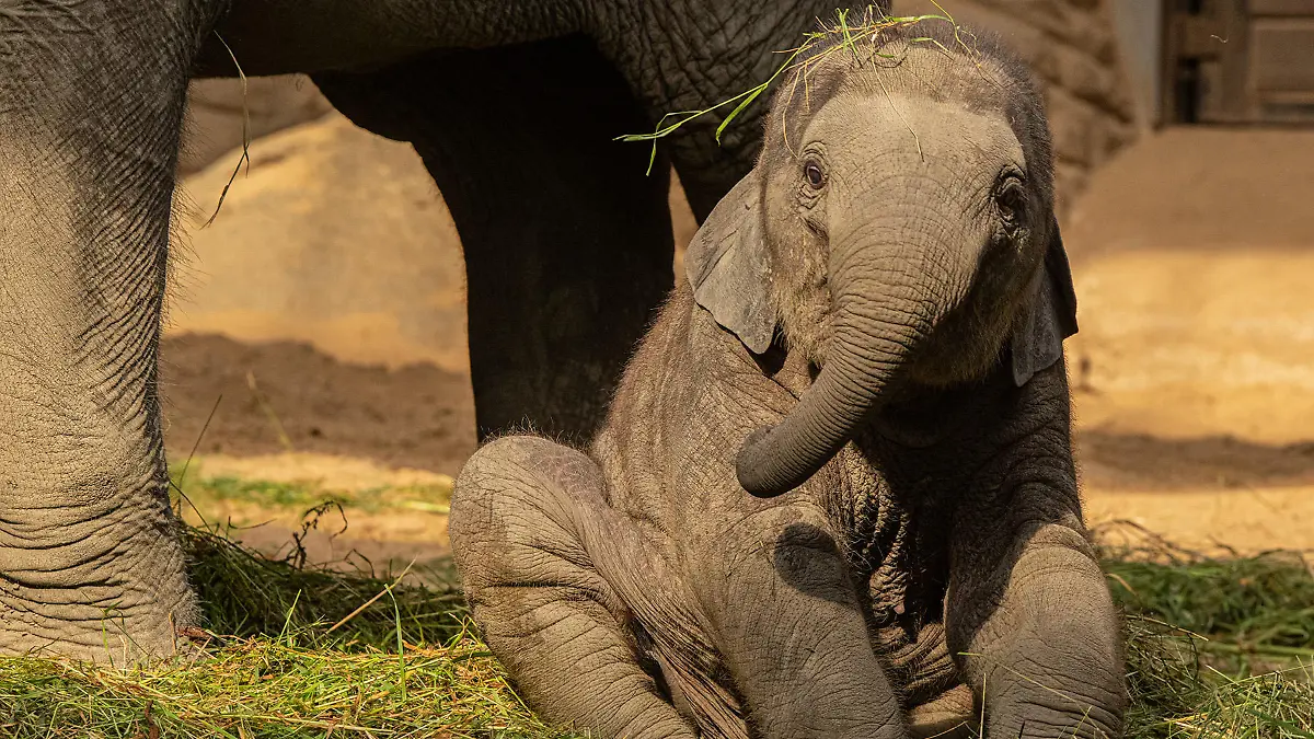 Santosh kurz nach seiner Geburt im Tierpark Hagenbeck in Hamburg. Der Elefantenbulle wurde nur vier Jahre alt.