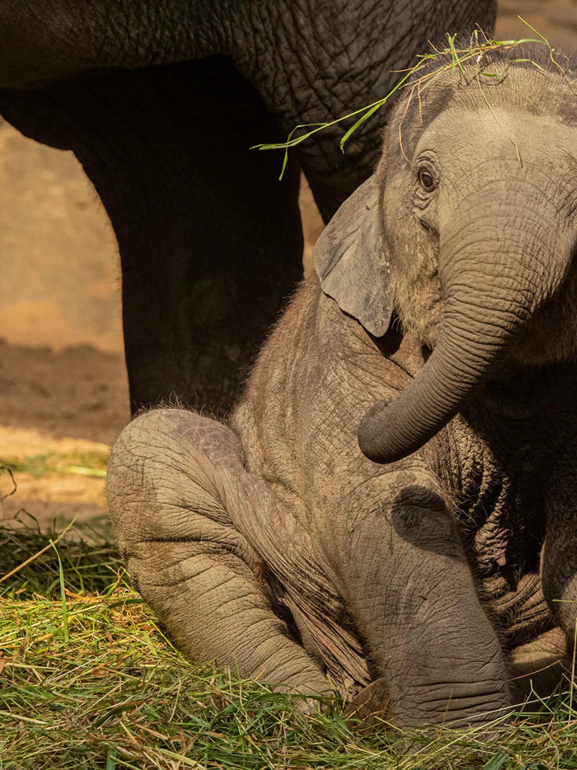 Santosh kurz nach seiner Geburt im Tierpark Hagenbeck in Hamburg. Der Elefantenbulle wurde nur vier Jahre alt.