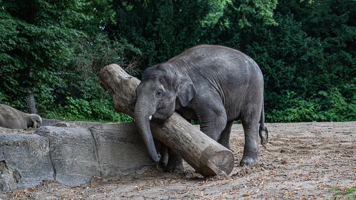 HANDOUT - 06.08.2023, Hamburg: HANDOUT - Dieses vom Tierpark Hagenbeck zur Verfügung gestellte Foto zeigt den Elefantenbullen Santosh im Tierpark Hagenbeck. Das Jungtier ist kurz vor seinem 5. Geburtstag wohl wegen einer Erkrankung mit dem Herpes-Virus innerhalb von nur zwei Tagen gestorben. (zu dpa: «Vierjähriger Elefant stirbt im Tierpark - Herpes-Virus») Foto: Lutz Schnier/Tierpark Hagenbeck/dpa - ACHTUNG: Nur zur redaktionellen Verwendung im Zusammenhang mit der aktuellen Berichterstattung und nur mit vollständiger Nennung des vorstehenden Credits +++ dpa-Bildfunk +++
