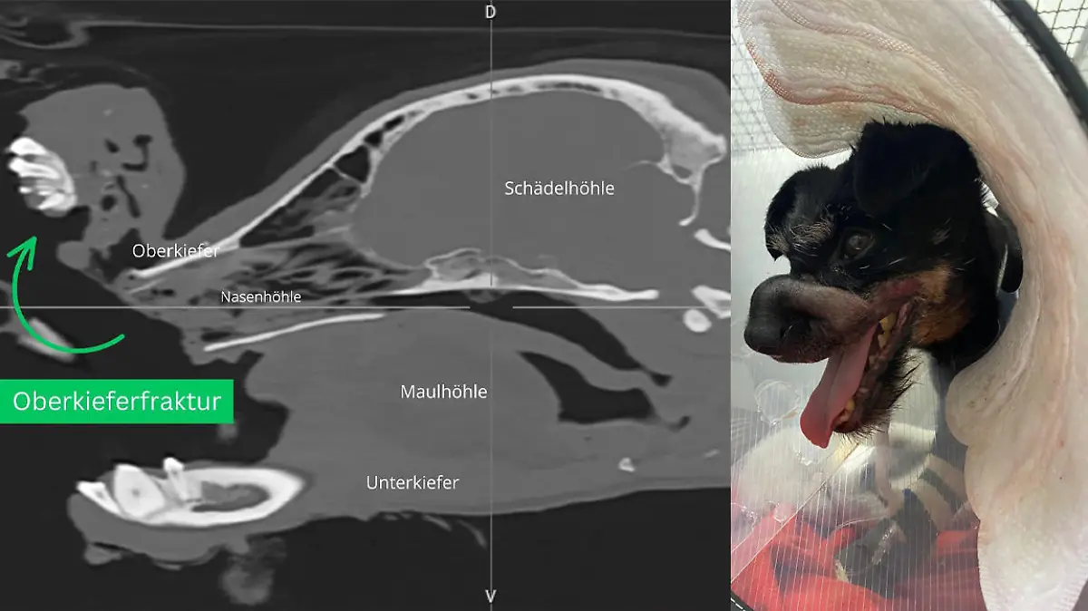 Schwer verletzt kommt Hündin Kim in die Tierklinik in Ottersberg (Niedersachsen). Die Nase ist abgerissen.