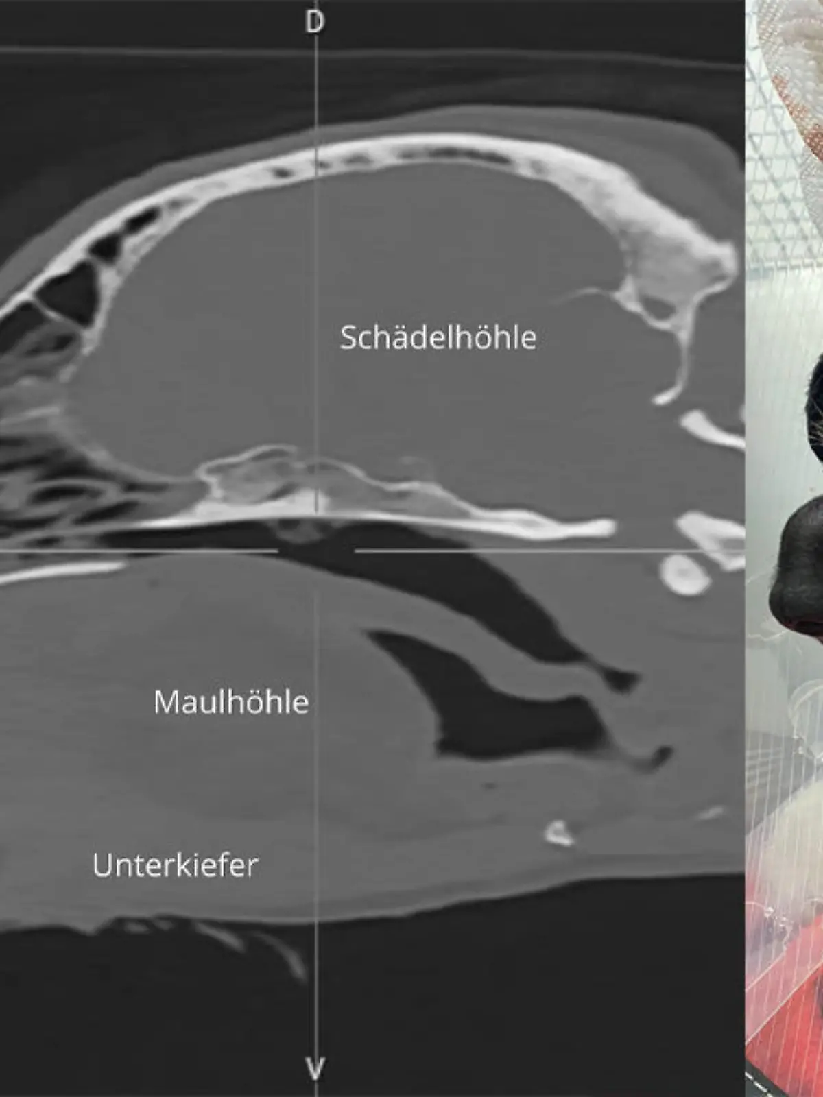 Schwer verletzt kommt Hündin Kim in die Tierklinik in Ottersberg (Niedersachsen). Die Nase ist abgerissen.