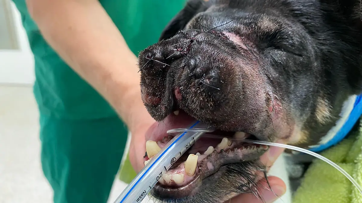 Schwer verletzt kommt Hündin Kim in die Tierklinik in Ottersberg (Niedersachsen). Die Nase ist abgerissen.