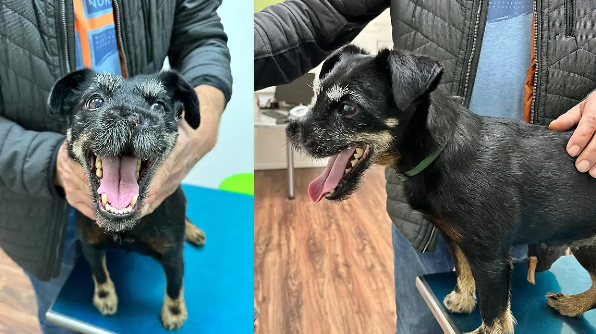 Auf dem Kontroll Termin in der Tierklinik Posthausen, wirkt Hündin Kim aufgeweckt. Beinahe sieht es so aus, als würde sie lächeln.