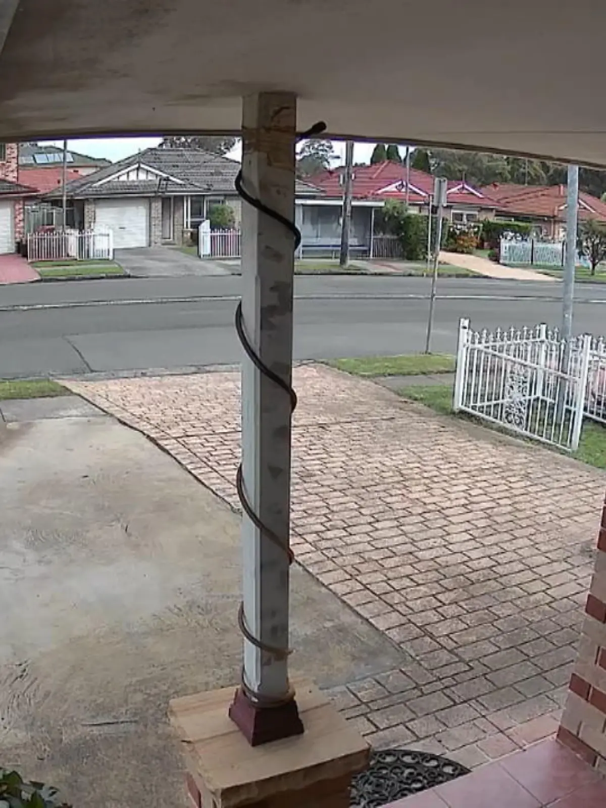 Eine Frau geht in Sydney (Australien) mit ihrem Hund Gassi. Als sich der Vierbeiner plötzlich nicht mehr vom Fleck bewegt, rastet das Frauchen völlig aus.
