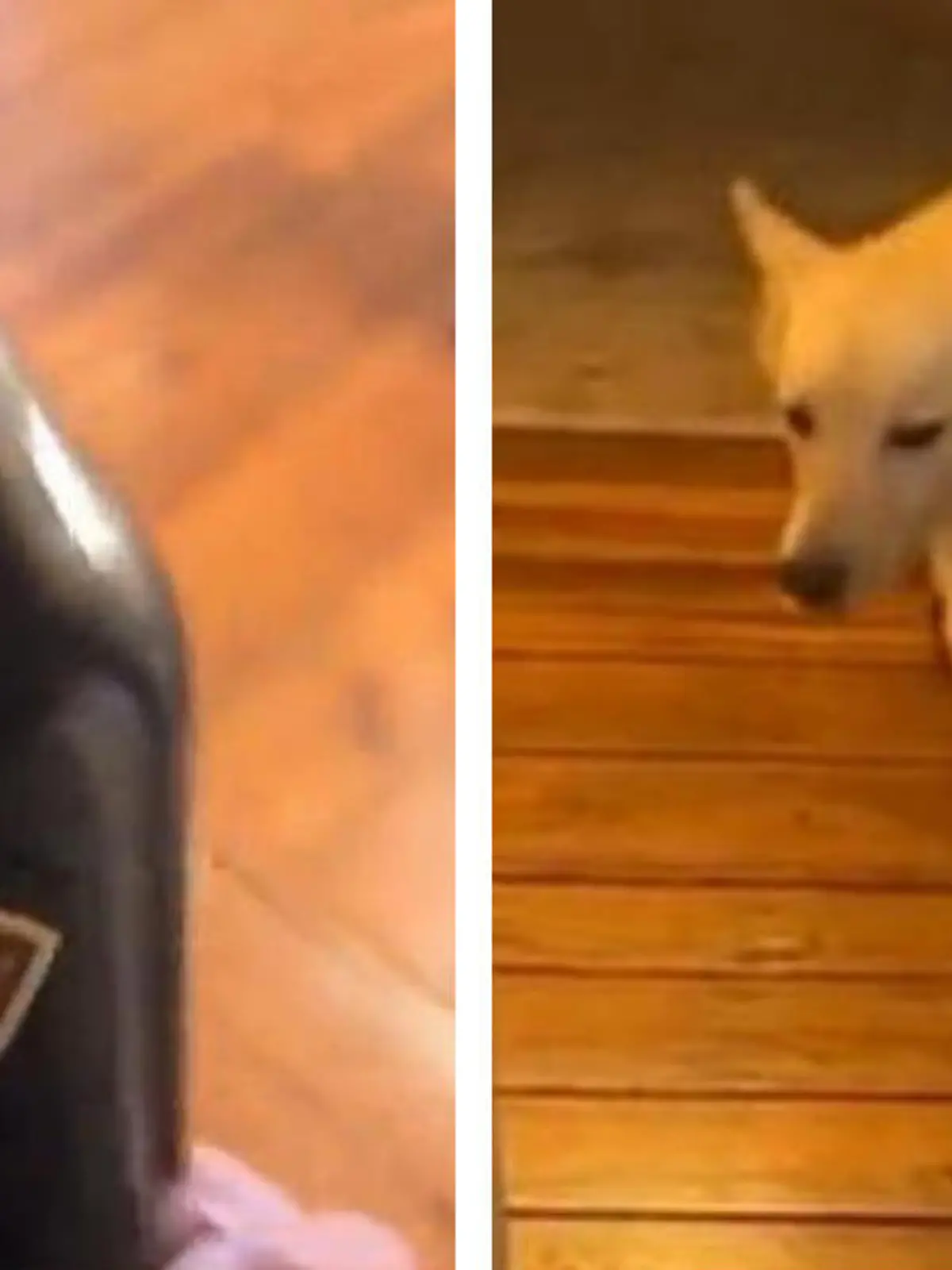 Als Hundehalterin Mary vor einigen Tagen nach Hause kam, traute die US-Amerikanerin ihren Augen kaum. Im Esszimmer unter dem Tisch hatte es sich ihr fünfjähriger Husky-Schäferhund-Mix Jack mit einer Flasche Baileys gemütlich gemacht.