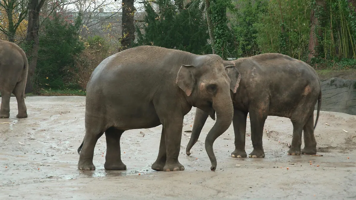 Die Elefanten-Herde im Hamburger Tierpark Hagenbeck trauert um Jungbullen Santosh.