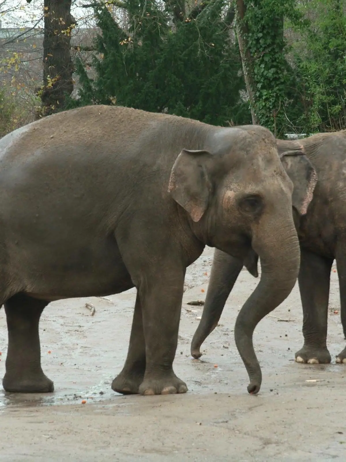 Die Elefanten-Herde im Hamburger Tierpark Hagenbeck trauert um Jungbullen Santosh.