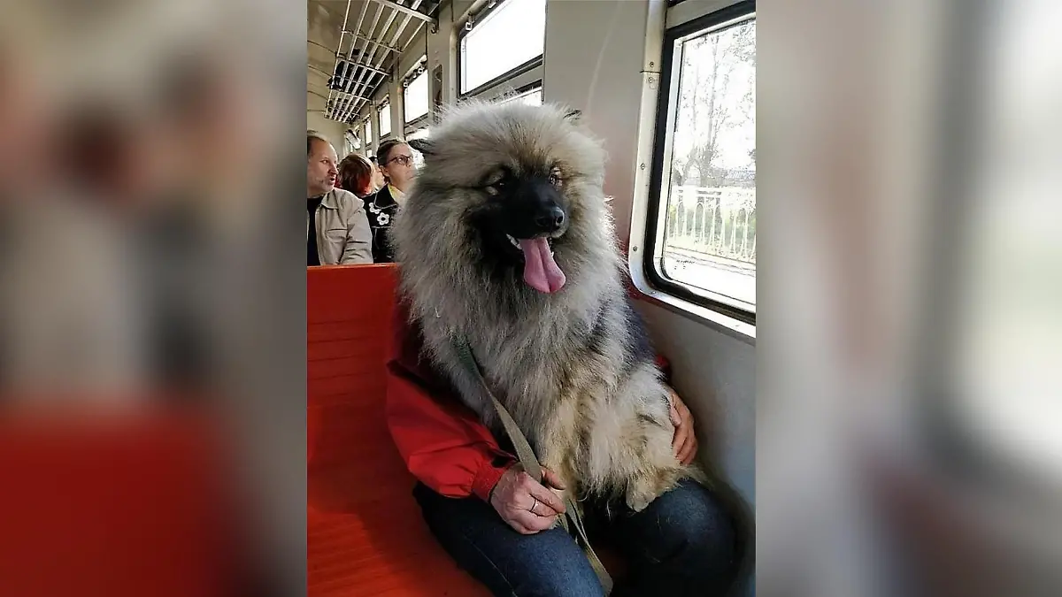 Optische Illusion: Sitzt da ein Hund in der Bahn? Oder doch ein Mensch?