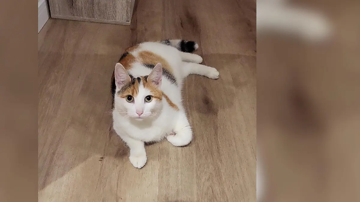 Ein Mann feuert ohne Bedenken auf zwei Katzen, beide tauchen erst Stunden später und verletzt wieder auf.