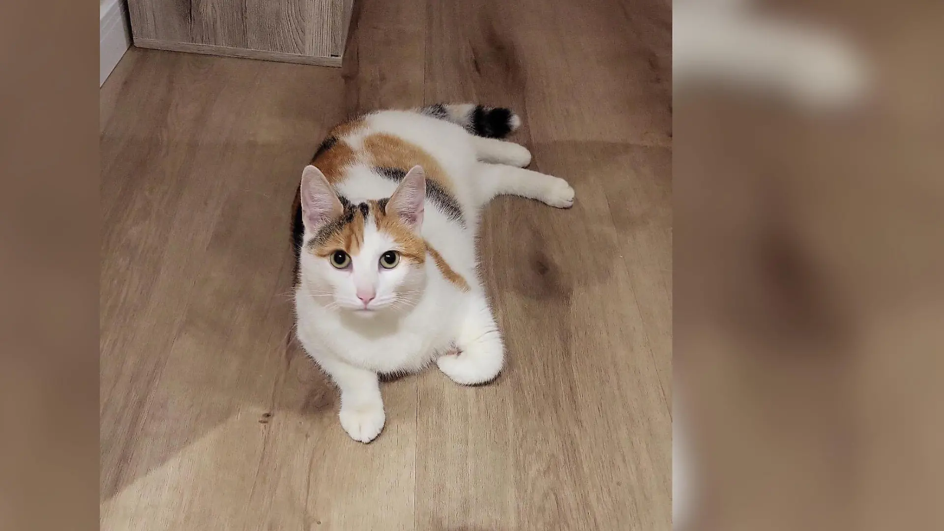 Ein Mann feuert ohne Bedenken auf zwei Katzen, beide tauchen erst Stunden später und verletzt wieder auf.
