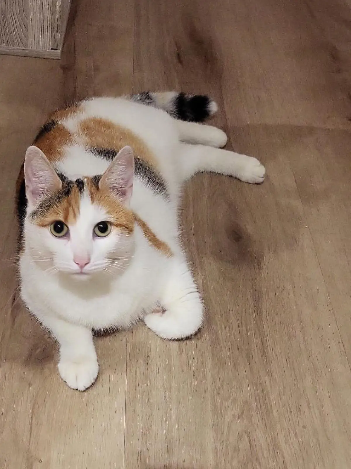 Ein Mann feuert ohne Bedenken auf zwei Katzen, beide tauchen erst Stunden später und verletzt wieder auf.