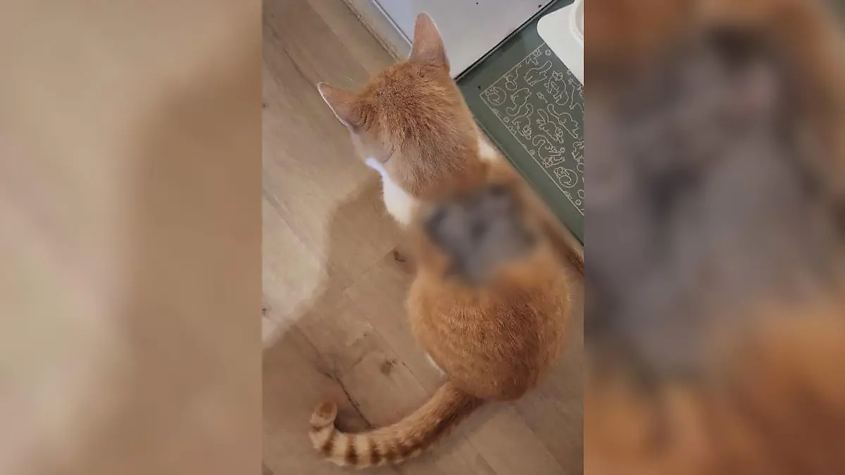 Der schwerverletzte Kater musste am Morgen notoperiert werden.