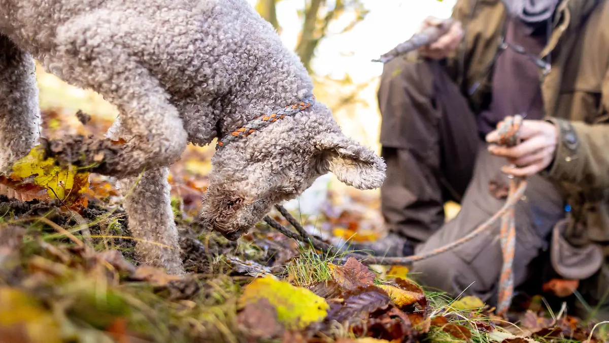 PRODUKTION - 16.11.2023, Niedersachsen, Alfeld: Trüffelbauer Fabian Sievers sucht mit seinem Trüffelhund Woopee auf seiner Trüffelplantage bei Alfeld nach Trüffel. Foto: Moritz Frankenberg/dpa +++ dpa-Bildfunk +++