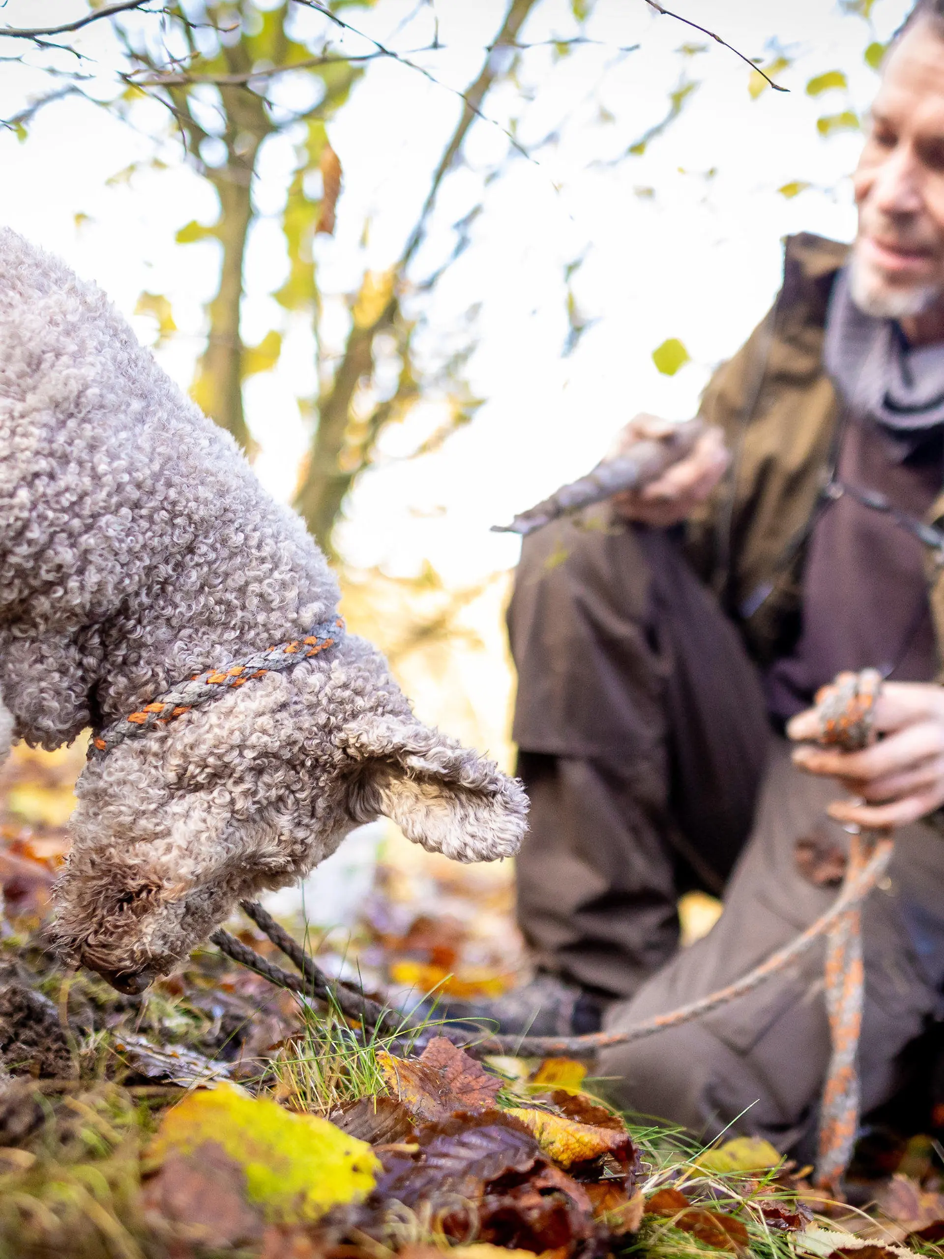 PRODUKTION - 16.11.2023, Niedersachsen, Alfeld: Trüffelbauer Fabian Sievers sucht mit seinem Trüffelhund Woopee auf seiner Trüffelplantage bei Alfeld nach Trüffel. Foto: Moritz Frankenberg/dpa +++ dpa-Bildfunk +++