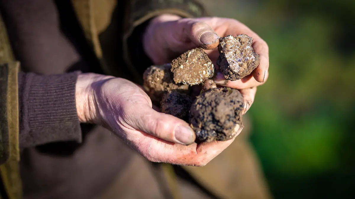 PRODUKTION - 16.11.2023, Niedersachsen, Alfeld: Trüffelbauer Fabian Sievers hält auf seiner Trüffelplantage bei Alfeld geerntete Trüffel in seinen Händen. Foto: Moritz Frankenberg/dpa +++ dpa-Bildfunk +++