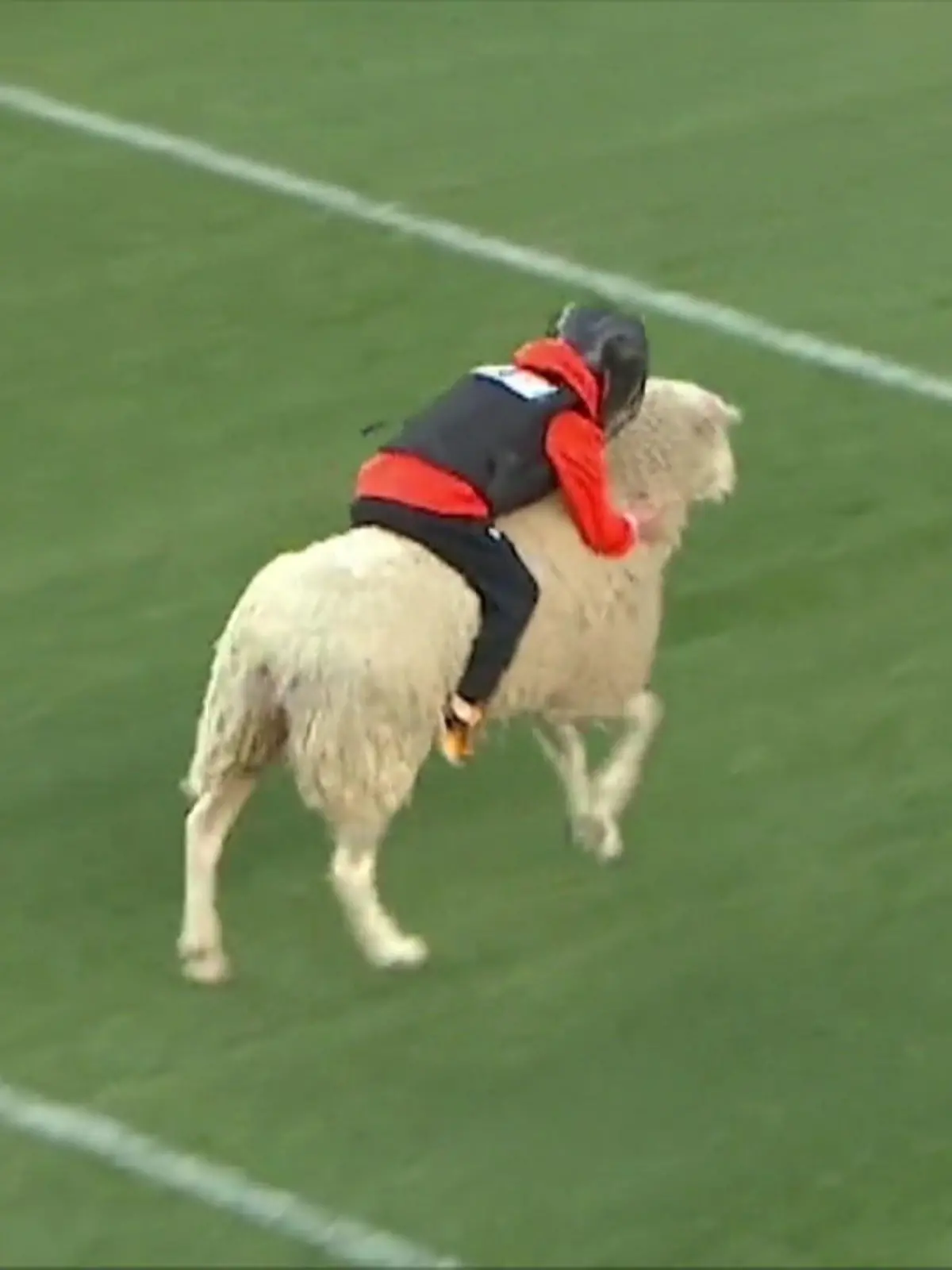 Gut festhalten: Bei der NFL-Halftime-Show in Denver werden Kinder auf Schafe gesetzt - zum Rodeo-Reiten. Früh übt sich, wer Cowboy werden will. Weicher als der richtige Bulle, ist es allemal!