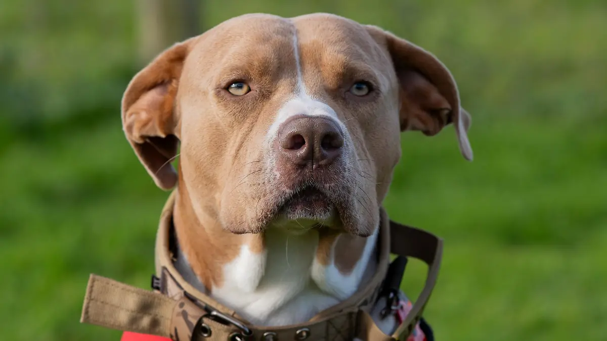 SONDERKONDITIONEN: Satzpreis!
Josie Shanaham's XL Bully assistance dog Mars. November 13, 2023. Release date  November 16, 2023. See SWNS story SWTPbully. A woman who uses an XL bully as an assistance dog will likely lose him under new laws - as she lives in a caravan. Josie Shanaham, 27, has bipolar and anxiety, and says her life was transformed by getting Mars when she was 25. Mars is classed as an auxiliary aid and has the same rights as a guide dog. She fears her home will not meet strict new guidelines being brought in around ownership of the breed. The Government has said that from December 31 owners must keep XL bully dogs on a lead and muzzled when in public, and in a secure place when at home. But Josie is worried her caravan will fall foul of the new laws around storage - and she'll have to lose her beloved dog. Josie, from Woodbury, Devon, said: "His presence and effect on my mental health opened up our lives and let us out of the cage. My mums able to work again, and Im able to go out and go to college by myself - which I could never have done before Mars." The Government is bringing in new laws around XL bullys after a spate of deadly attacks. 
  / action press