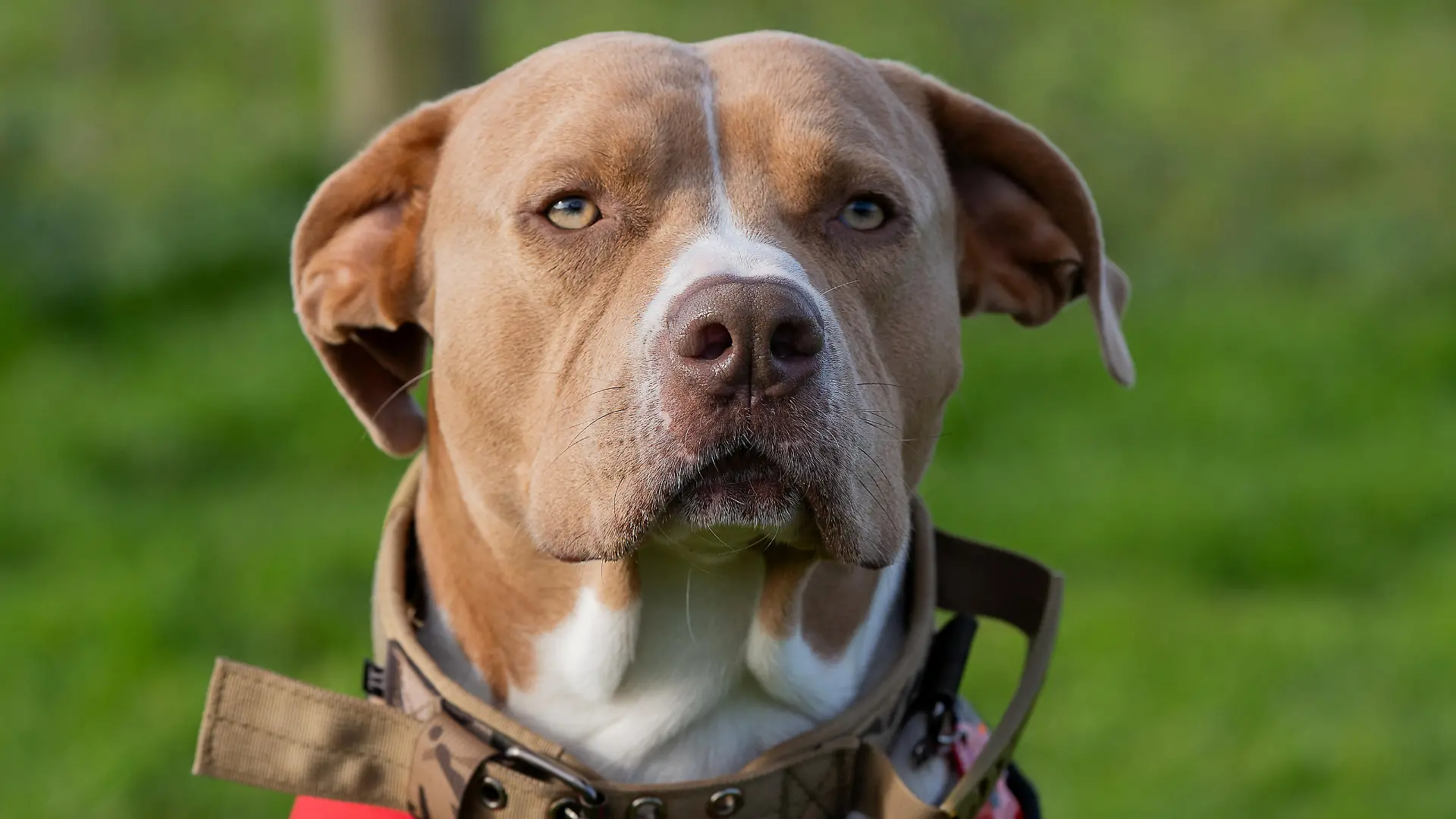 SONDERKONDITIONEN: Satzpreis!
Josie Shanaham's XL Bully assistance dog Mars. November 13, 2023. Release date  November 16, 2023. See SWNS story SWTPbully. A woman who uses an XL bully as an assistance dog will likely lose him under new laws - as she lives in a caravan. Josie Shanaham, 27, has bipolar and anxiety, and says her life was transformed by getting Mars when she was 25. Mars is classed as an auxiliary aid and has the same rights as a guide dog. She fears her home will not meet strict new guidelines being brought in around ownership of the breed. The Government has said that from December 31 owners must keep XL bully dogs on a lead and muzzled when in public, and in a secure place when at home. But Josie is worried her caravan will fall foul of the new laws around storage - and she'll have to lose her beloved dog. Josie, from Woodbury, Devon, said: "His presence and effect on my mental health opened up our lives and let us out of the cage. My mums able to work again, and Im able to go out and go to college by myself - which I could never have done before Mars." The Government is bringing in new laws around XL bullys after a spate of deadly attacks. 
  / action press