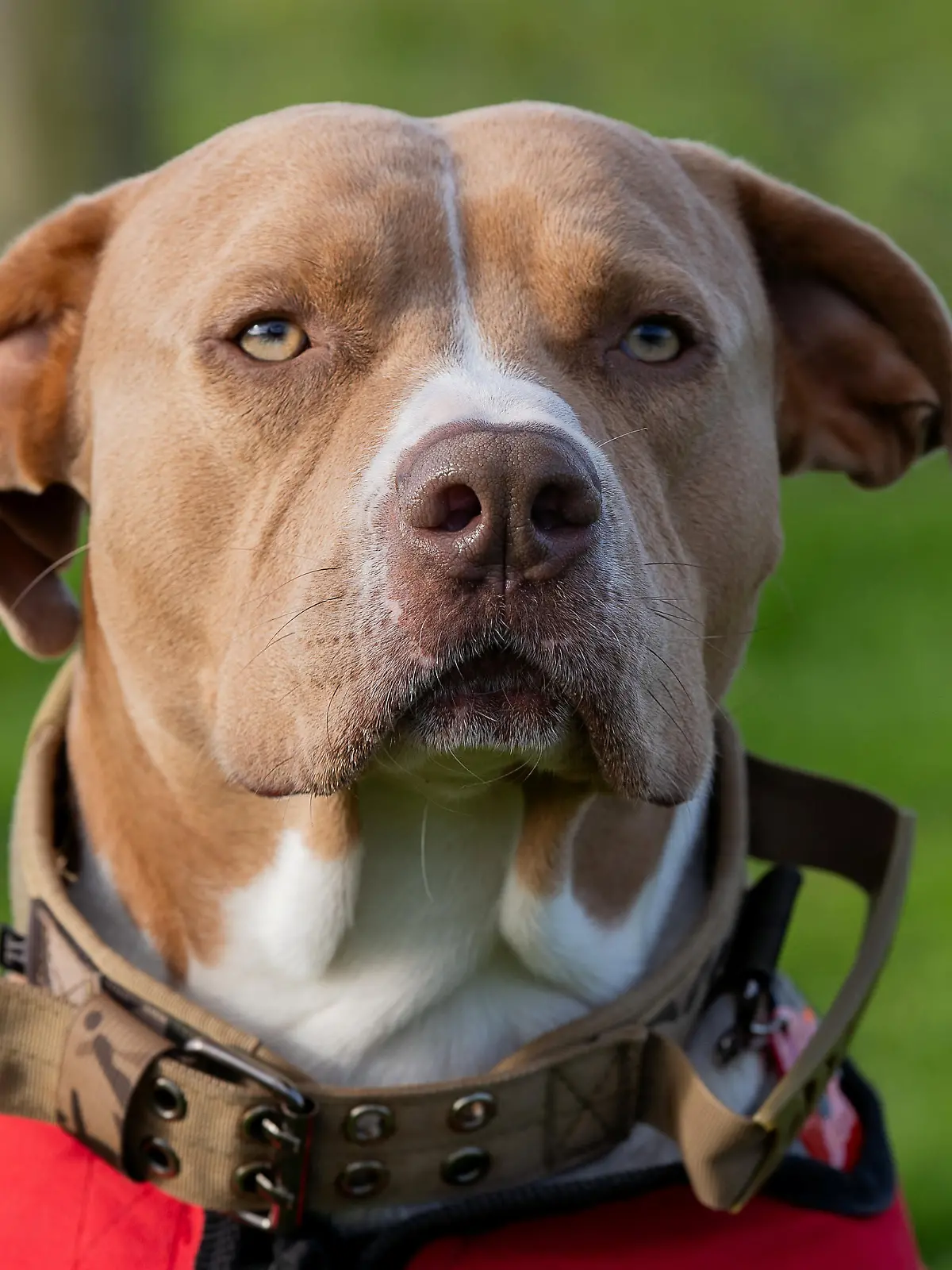 SONDERKONDITIONEN: Satzpreis!
Josie Shanaham's XL Bully assistance dog Mars. November 13, 2023. Release date  November 16, 2023. See SWNS story SWTPbully. A woman who uses an XL bully as an assistance dog will likely lose him under new laws - as she lives in a caravan. Josie Shanaham, 27, has bipolar and anxiety, and says her life was transformed by getting Mars when she was 25. Mars is classed as an auxiliary aid and has the same rights as a guide dog. She fears her home will not meet strict new guidelines being brought in around ownership of the breed. The Government has said that from December 31 owners must keep XL bully dogs on a lead and muzzled when in public, and in a secure place when at home. But Josie is worried her caravan will fall foul of the new laws around storage - and she'll have to lose her beloved dog. Josie, from Woodbury, Devon, said: "His presence and effect on my mental health opened up our lives and let us out of the cage. My mums able to work again, and Im able to go out and go to college by myself - which I could never have done before Mars." The Government is bringing in new laws around XL bullys after a spate of deadly attacks. 
  / action press