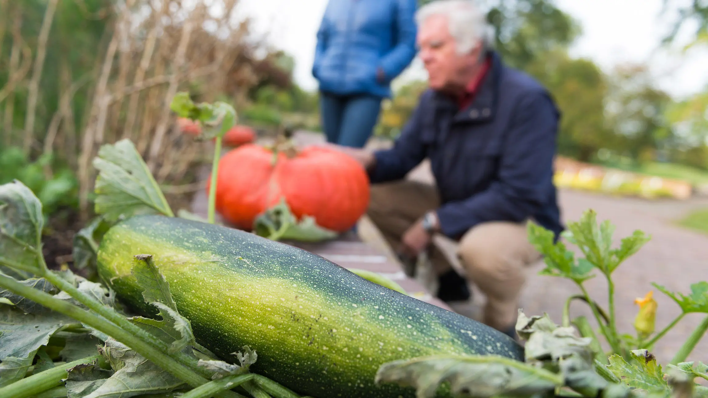 Besucher des Botanischen Gartens in Düsseldorf (Nordrhein-Westfalen) betrachten am 12.10.2015 Kürbisse und Zucchini, die auf einem Gemüsebeet wachsen. Foto: Monika Skolimowska/dpa +++(c) dpa - Bildfunk+++