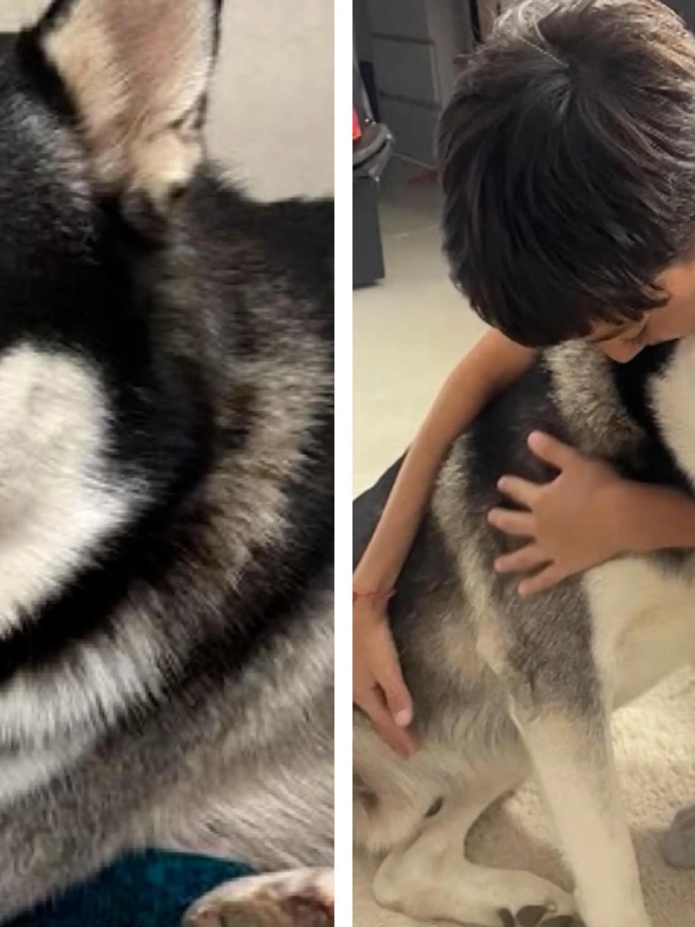 Husky Falco ist erst zwei Jahre alt und hat bereits einen krassen Schicksalsschlag erlebt. Herrchen Alex (12) spielt gerade mit dem Familienhund im Garten, als ein Nachbar um sich schießt und Falco in der Schnauze trifft. Im Video seht ihr, wie es Falco heute geht und was sein Frauchen zu dem schlimmen Vorfall sagt.