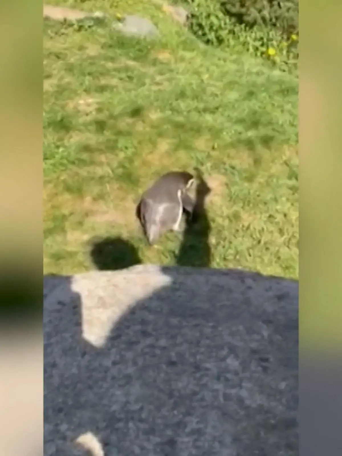 Im Hamburger Tierpark Hagenbeck leistet sich dieser Pinguin eine Verfolgungsjagd mit dem Schatten einer Besucherin.