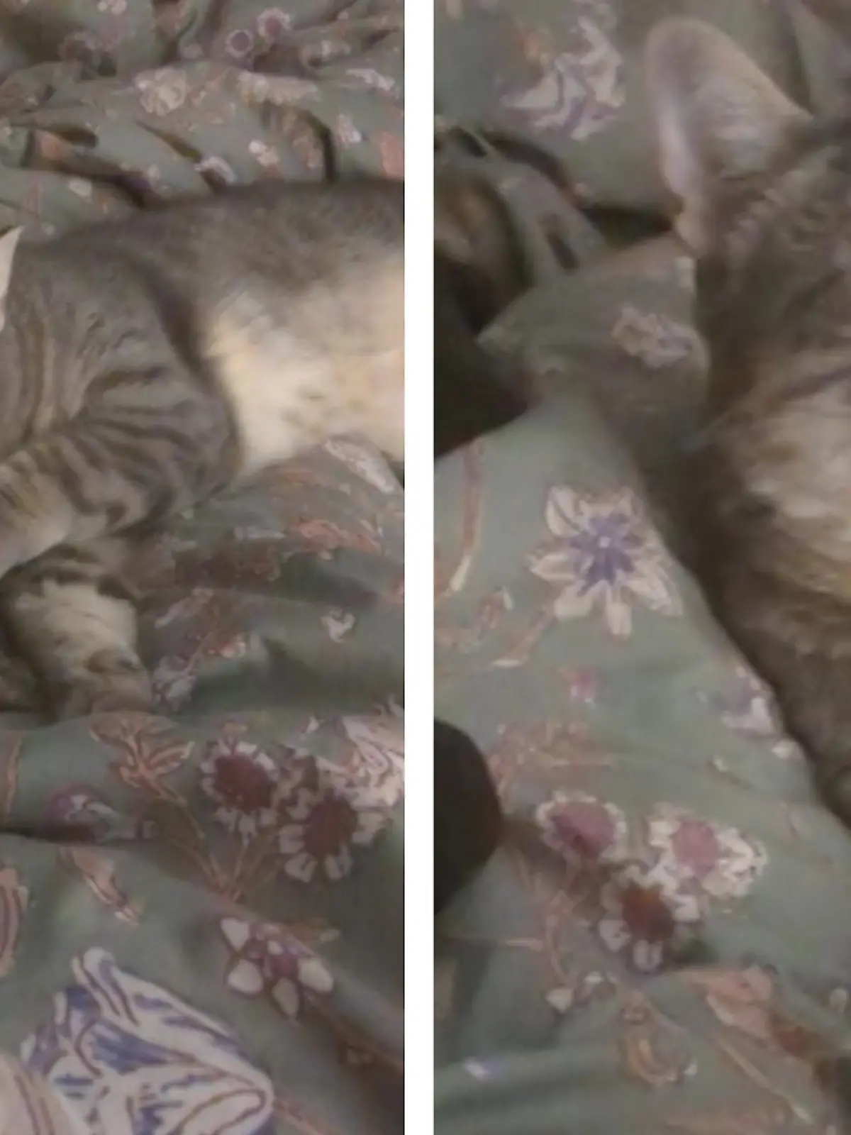 Dieser Stubentiger will eigentlich nur gemütlich neben seinem Hunde-Kumpel entspannen. Wenn da nicht dieser störende Geruch wäre - im Video.