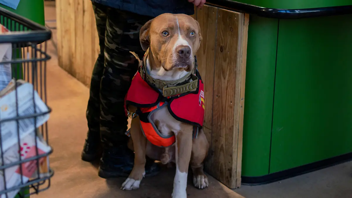 SONDERKONDITIONEN: Satzpreis!
Josie Shanaham's XL Bully assistance dog Mars. November 13, 2023. Release date November 16, 2023. See SWNS story SWTPbully. A woman who uses an XL bully as an assistance dog will likely lose him under new laws - as she lives in a caravan. Josie Shanaham, 27, has bipolar and anxiety, and says her life was transformed by getting Mars when she was 25. Mars is classed as an auxiliary aid and has the same rights as a guide dog. She fears her home will not meet strict new guidelines being brought in around ownership of the breed. The Government has said that from December 31 owners must keep XL bully dogs on a lead and muzzled when in public, and in a secure place when at home. But Josie is worried her caravan will fall foul of the new laws around storage - and she'll have to lose her beloved dog. Josie, from Woodbury, Devon, said: "His presence and effect on my mental health opened up our lives and let us out of the cage. My mums able to work again, and Im able to go out and go to college by myself - which I could never have done before Mars." The Government is bringing in new laws around XL bullys after a spate of deadly attacks.
/ action press