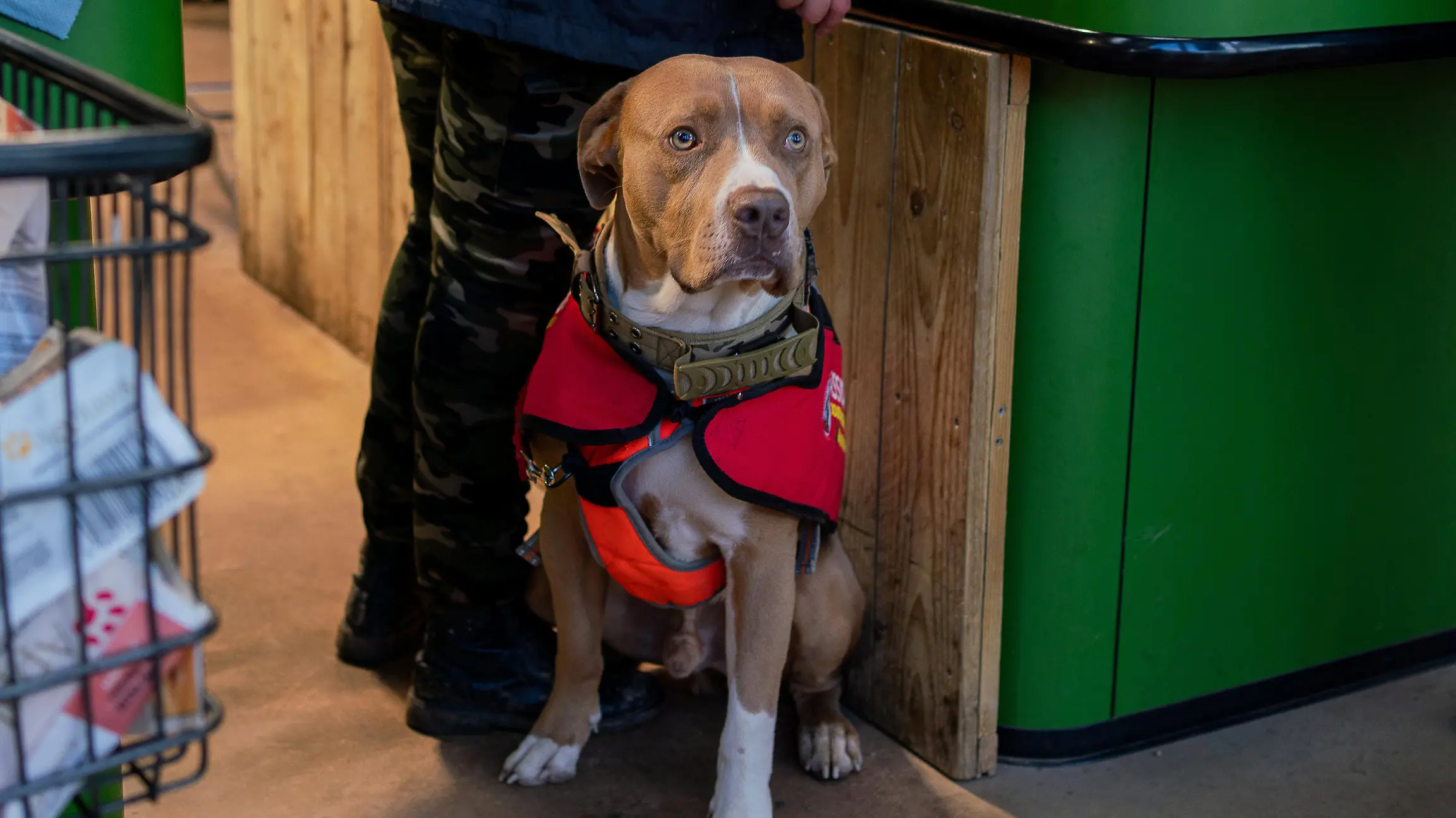 SONDERKONDITIONEN: Satzpreis!
Josie Shanaham's XL Bully assistance dog Mars. November 13, 2023. Release date November 16, 2023. See SWNS story SWTPbully. A woman who uses an XL bully as an assistance dog will likely lose him under new laws - as she lives in a caravan. Josie Shanaham, 27, has bipolar and anxiety, and says her life was transformed by getting Mars when she was 25. Mars is classed as an auxiliary aid and has the same rights as a guide dog. She fears her home will not meet strict new guidelines being brought in around ownership of the breed. The Government has said that from December 31 owners must keep XL bully dogs on a lead and muzzled when in public, and in a secure place when at home. But Josie is worried her caravan will fall foul of the new laws around storage - and she'll have to lose her beloved dog. Josie, from Woodbury, Devon, said: "His presence and effect on my mental health opened up our lives and let us out of the cage. My mums able to work again, and Im able to go out and go to college by myself - which I could never have done before Mars." The Government is bringing in new laws around XL bullys after a spate of deadly attacks.
/ action press