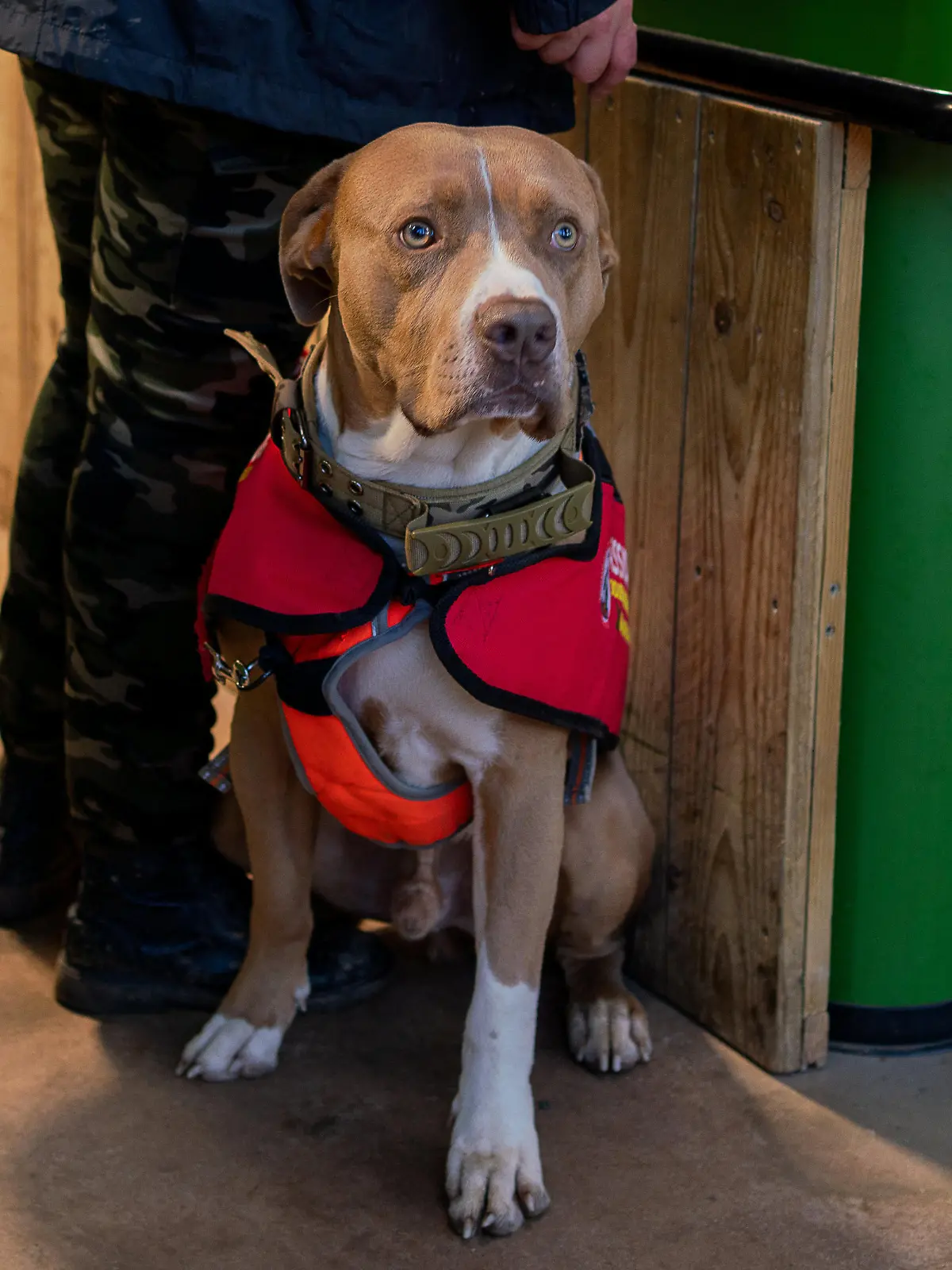 SONDERKONDITIONEN: Satzpreis!
Josie Shanaham's XL Bully assistance dog Mars. November 13, 2023. Release date  November 16, 2023. See SWNS story SWTPbully. A woman who uses an XL bully as an assistance dog will likely lose him under new laws - as she lives in a caravan. Josie Shanaham, 27, has bipolar and anxiety, and says her life was transformed by getting Mars when she was 25. Mars is classed as an auxiliary aid and has the same rights as a guide dog. She fears her home will not meet strict new guidelines being brought in around ownership of the breed. The Government has said that from December 31 owners must keep XL bully dogs on a lead and muzzled when in public, and in a secure place when at home. But Josie is worried her caravan will fall foul of the new laws around storage - and she'll have to lose her beloved dog. Josie, from Woodbury, Devon, said: "His presence and effect on my mental health opened up our lives and let us out of the cage. My mums able to work again, and Im able to go out and go to college by myself - which I could never have done before Mars." The Government is bringing in new laws around XL bullys after a spate of deadly attacks. 
  / action press