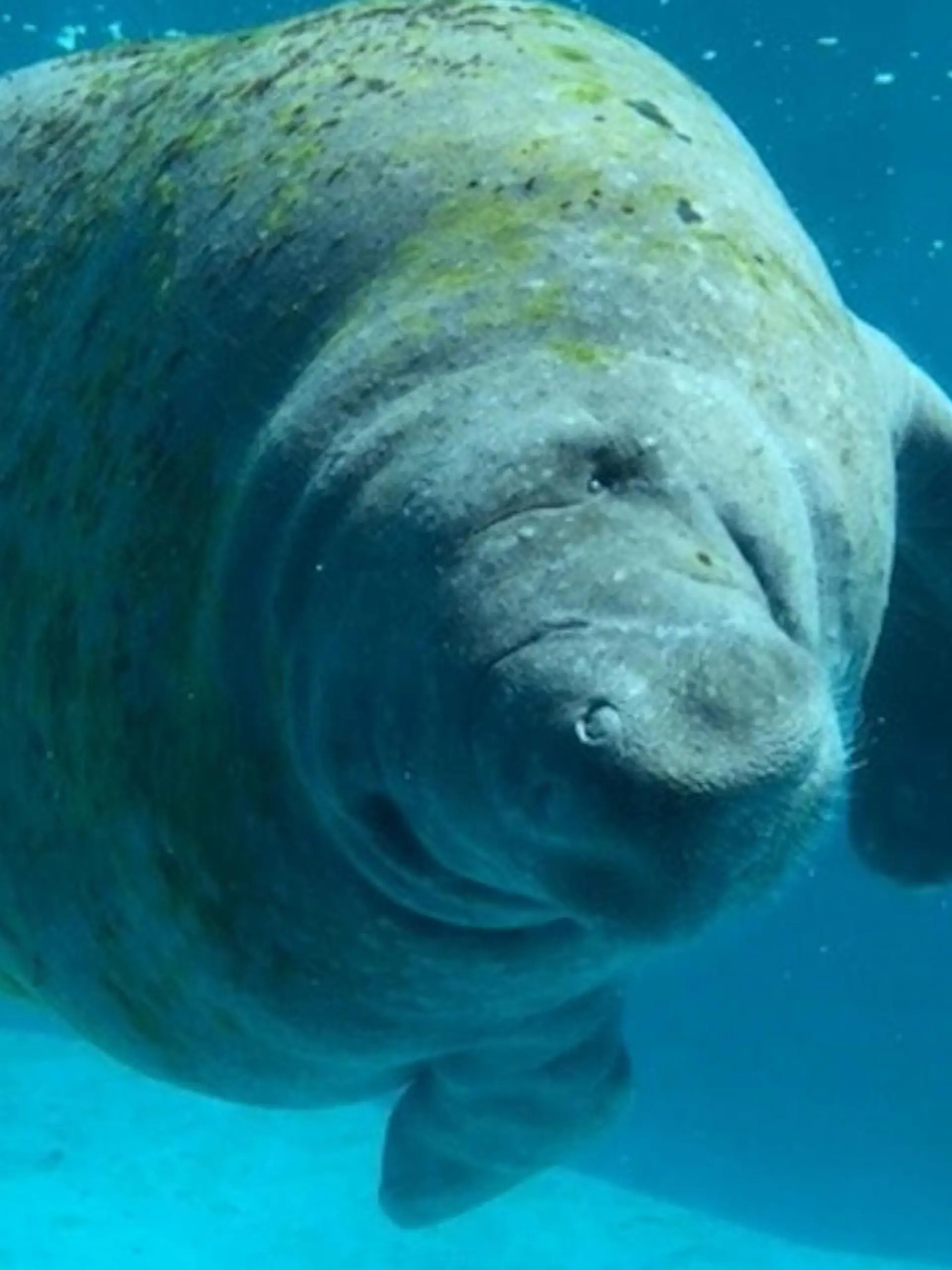 Diese Bilder brechen einem das Herz. Seehkuh Romeo schwimmt in einem viel zu kleinen Becken. Tierschützern von Urgent Seas zufolge muss das stolze 67 Jahre alte Tier dort seit April seinen Lebensabend verbringen.