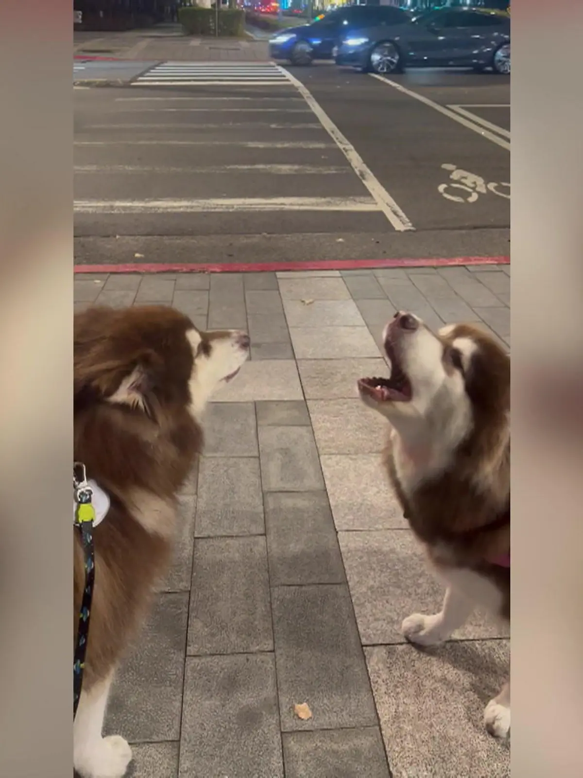 Was für ein bezaubernder Moment! Als der Krankenwagen vorfährt, gibt’s für diese Alaskischen Malamuts kein Halten mehr – aus der Solo-Sirene, machen sie kurzerhand ein dreistimmiges Konzert. Warum Hunde bei Sirenen mitjaulen, erfahrt ihr im Video.