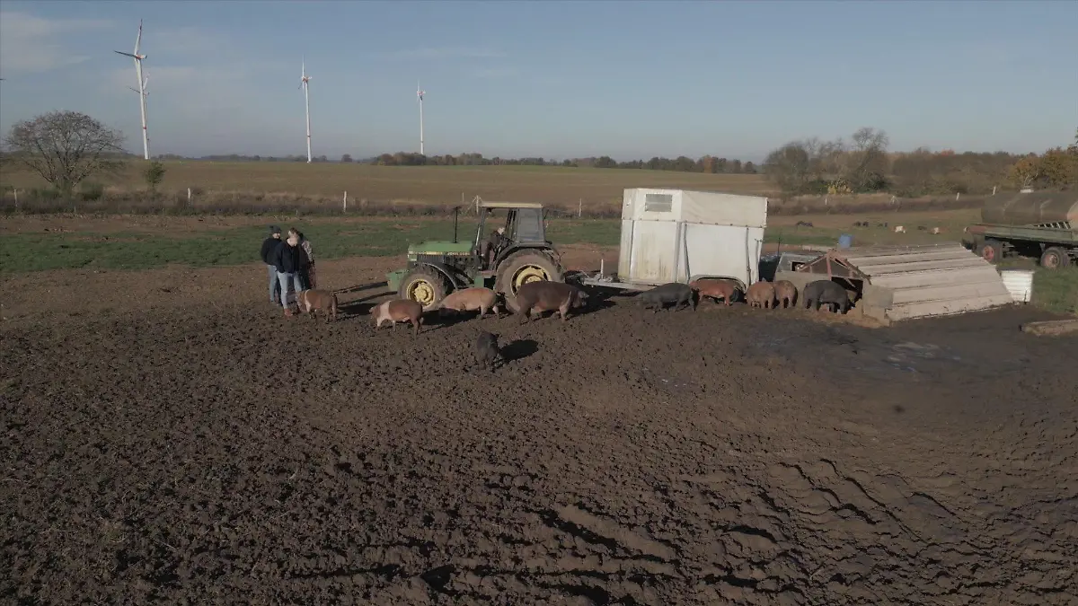 Viel Wiese, viel Matsch, artgerechtes Futter und kleine Schweinehäuschen zum Unterstellen - ein wahres Schweineparadies, das seinen Preis hat.
