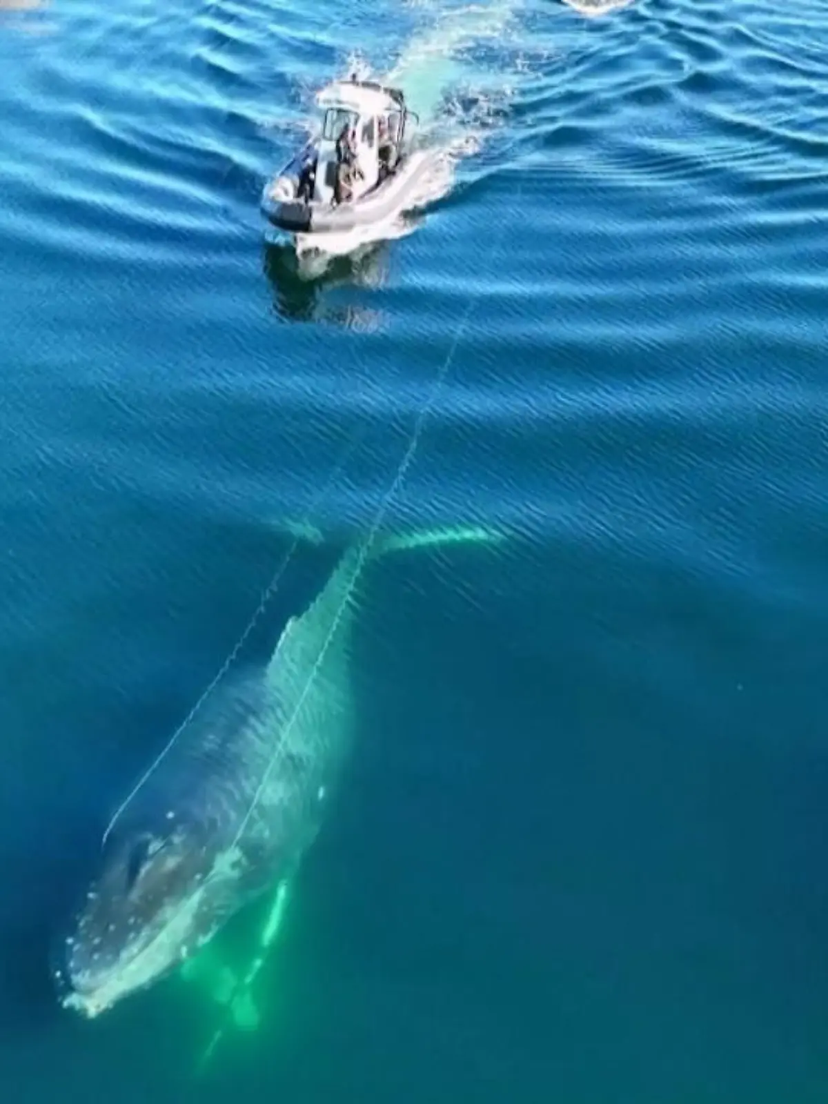 Hier versuchen Tierschützer, einen gigantischen Buckelwal vor dem sicheren Tod zu bewahren: Das Tier hat sich in einem Seil verheddert, was zwischen zwei Angelbojen aufgespannt war. Auf einem Schlauchboot verfolgen sie den Wal, der mit zwei Artgenossen vor der Küste von Kanada unterwegs ist.