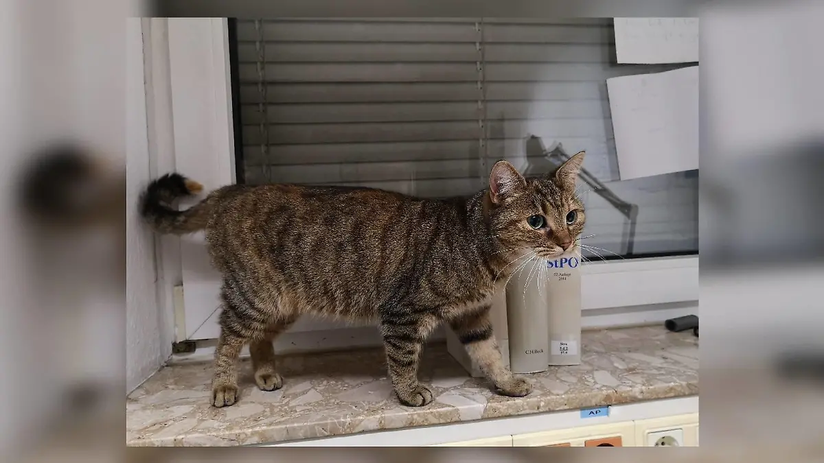Katze Lucky