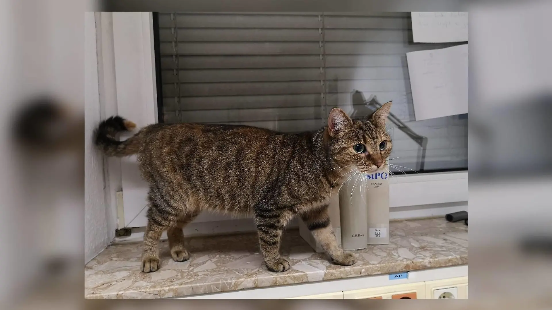 Katze Lucky