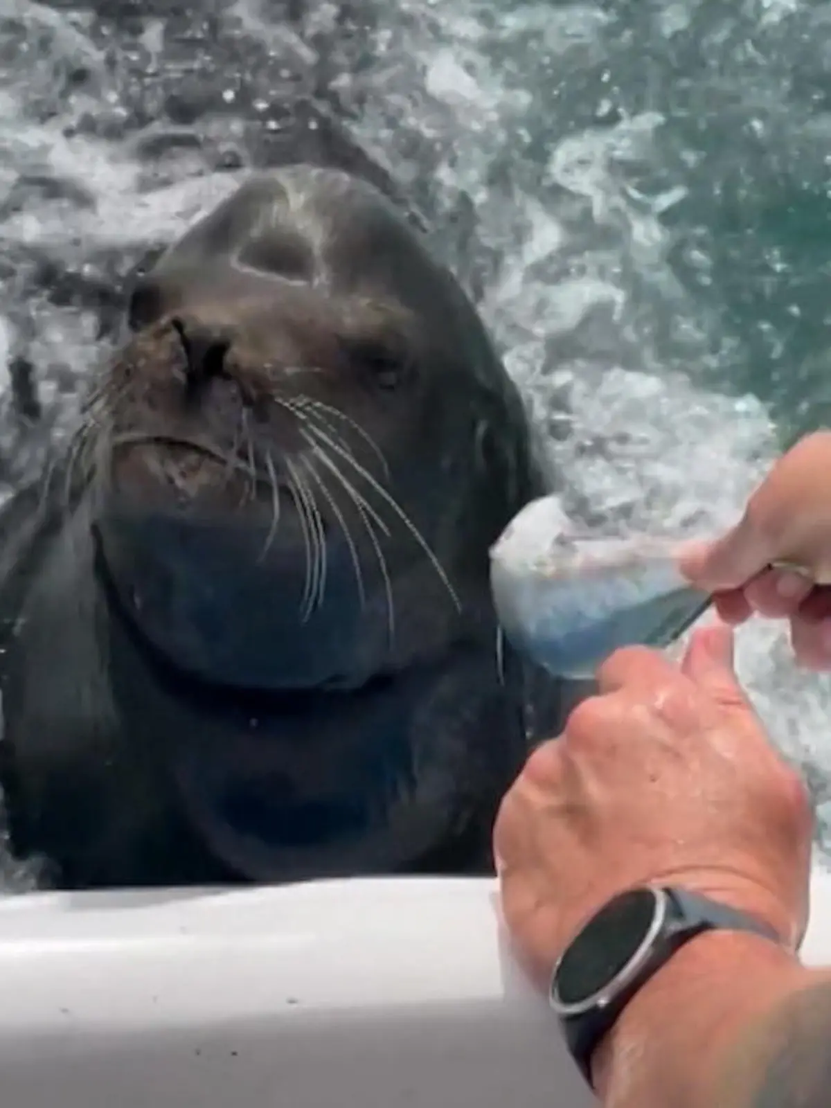 In Mexiko staunen Touristen auf einem Boot nicht schlecht, als sie einem Seelöwen einen Köder hinhalten. Denn auf so einen ollen Fisch hat das Tier so gar keine Lust und verweigert die Mahlzeit. Er bevorzugt offensichtlich frische Ware. Die witzige Szene seht ihr im Video.