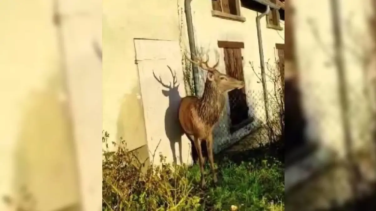 Hausbesitzer rettet Hirsch