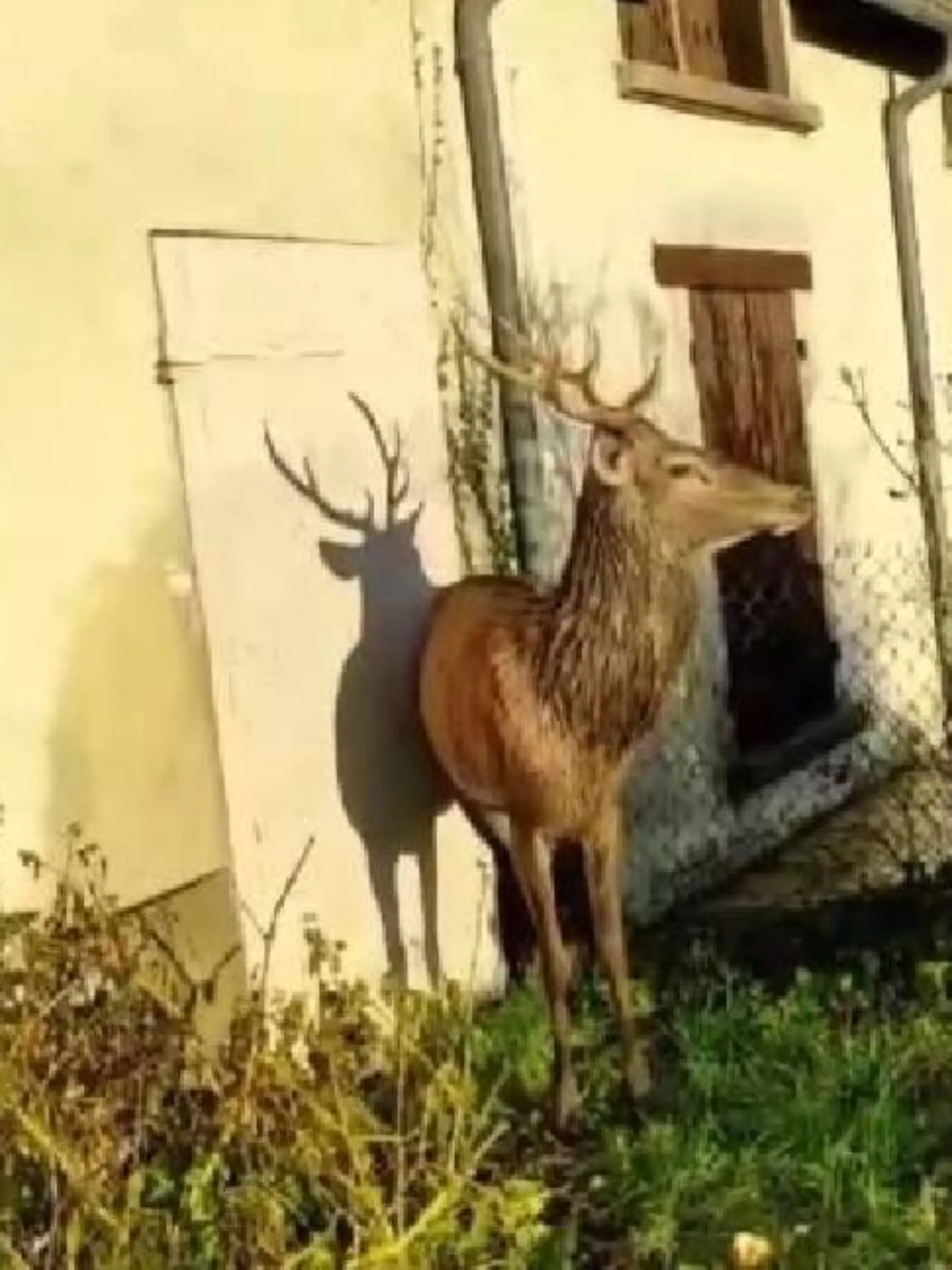 Hausbesitzer rettet Hirsch