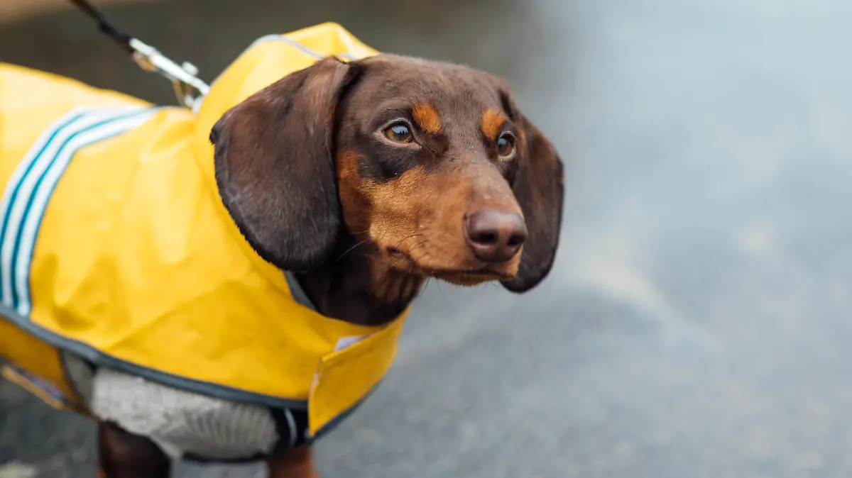 Pet dog dachshund on a walk in the rain in Tynemouth in the North East of England.