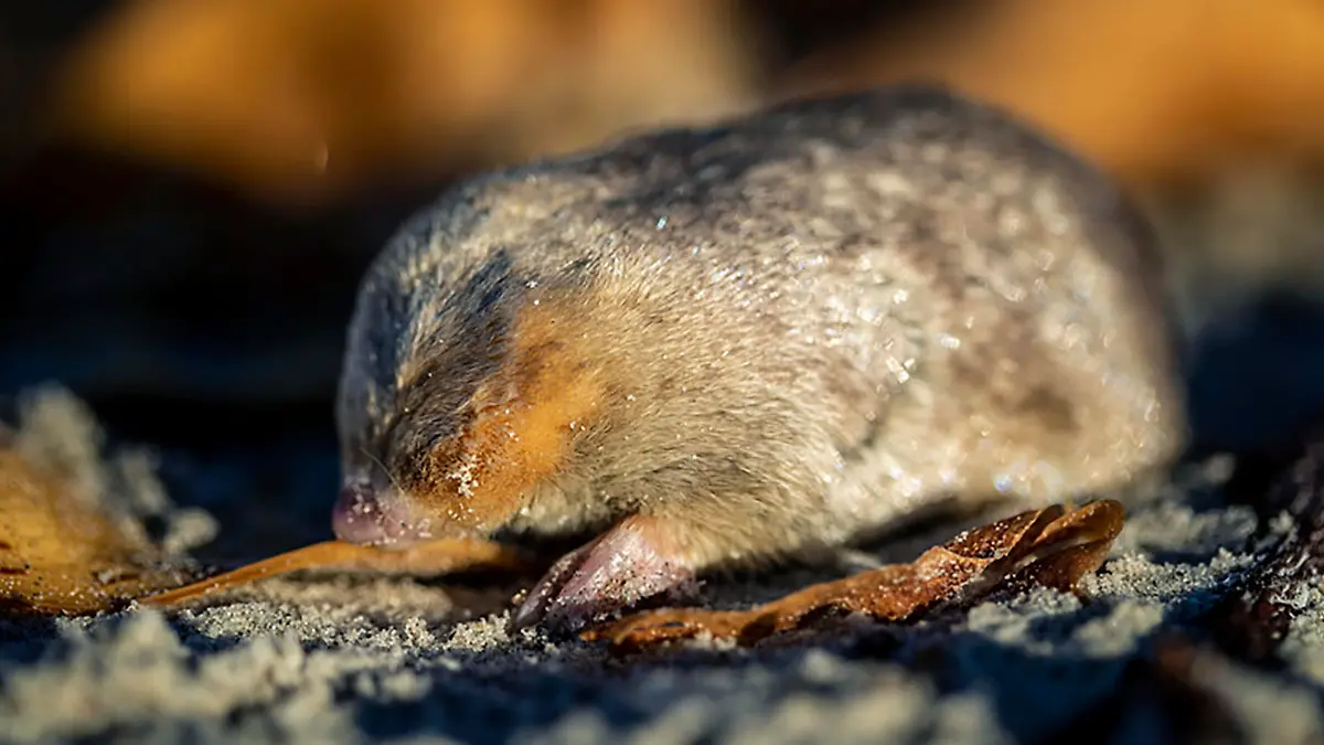 This photo provided by RE:wild shows a rediscovered mole on the west coast of South Africa. Researchers in South Africa say they have rediscovered a mole species that has an iridescent golden coat and swims through sand dunes after it hadn't been seen for more than 80 years and was thought to be extinct. (Nicky Souness/re:Wild via AP)