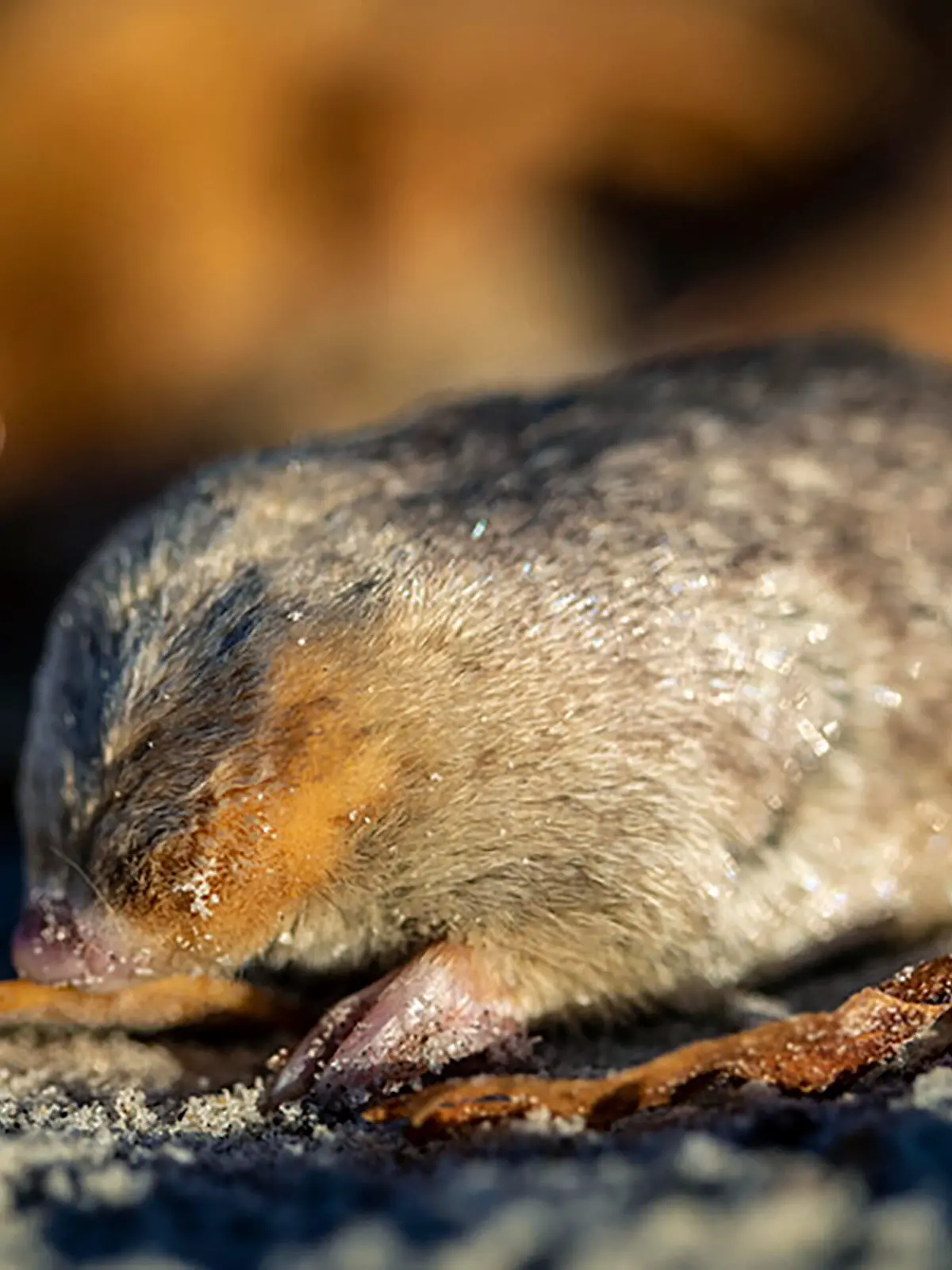This photo provided by RE:wild shows a rediscovered mole on the west coast of South Africa. Researchers in South Africa say they have rediscovered a mole species that has an iridescent golden coat and swims through sand dunes after it hadn't been seen for more than 80 years and was thought to be extinct. (Nicky Souness/re:Wild via AP)