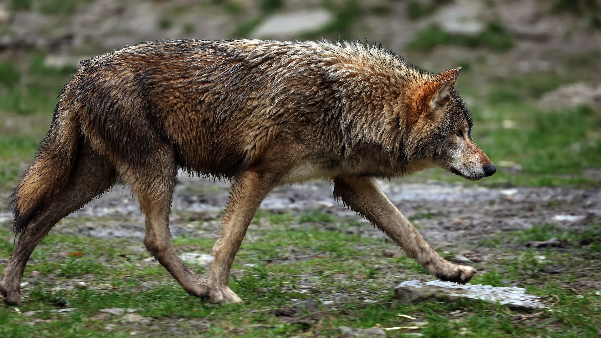 ARCHIV - 01.04.2023, Baden-Württemberg, Bad Mergentheim: Ein Wolf läuft in einem Wildpark durch sein Gehege. Zum einfacheren Abschuss von Wölfen fordert Bayern von Bundesumweltministerin Lemke (Grüne) eine Absenkung der rechtlichen Hürden und des Schutzstatus. (zu dpa «Bayern fordert vom Bund einfachere Regeln für Wolfsabschüsse») Foto: Karl-Josef Hildenbrand/dpa +++ dpa-Bildfunk +++