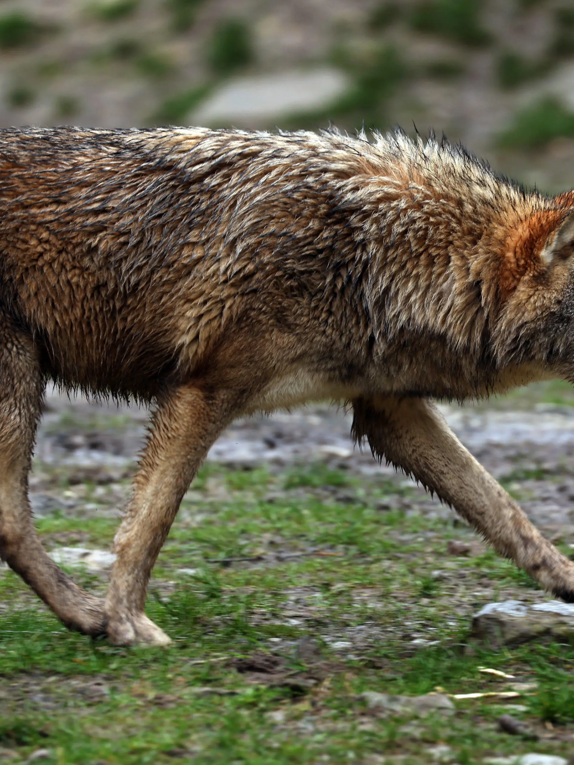 ARCHIV - 01.04.2023, Baden-Württemberg, Bad Mergentheim: Ein Wolf läuft in einem Wildpark durch sein Gehege. Zum einfacheren Abschuss von Wölfen fordert Bayern von Bundesumweltministerin  Lemke (Grüne) eine Absenkung der rechtlichen Hürden und des Schutzstatus. (zu dpa «Bayern fordert vom Bund einfachere Regeln für Wolfsabschüsse») Foto: Karl-Josef Hildenbrand/dpa +++ dpa-Bildfunk +++
