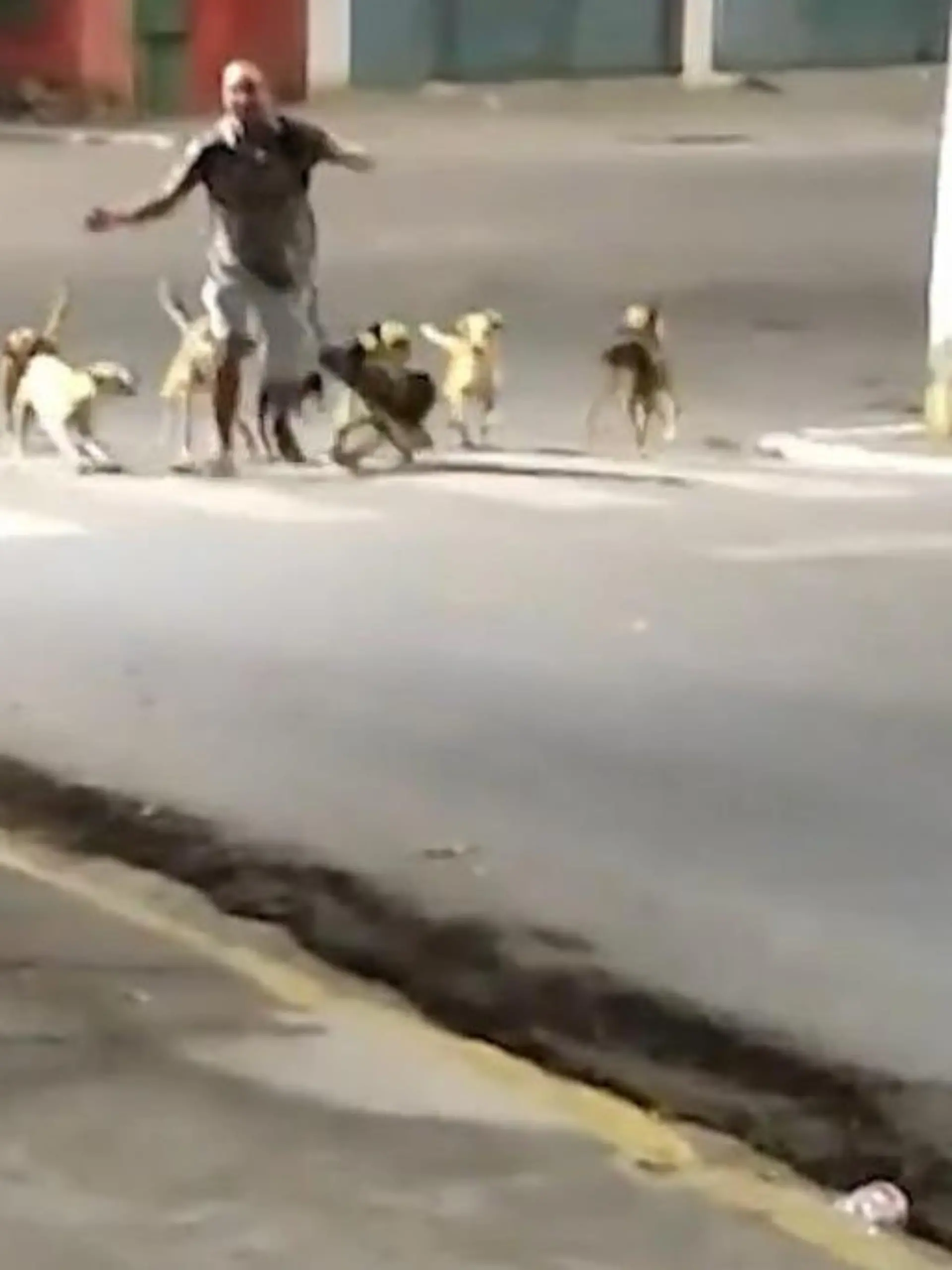 Brasilianische Nächte könnten gefährlich werden!

Eine Gruppe Freunde trifft nachts auf ein Rudel wilder Hunde. Während den Letzten buchstäblich die Hunde beißen, kommen die anderen mit einem breiten Grinsen davon und lachen sich ins Fäustchen. Der Gebissene fällt kurzzeitig zu Boden, steht aber schnell wieder auf. Lassen die Hunde endlich von ihm ab?