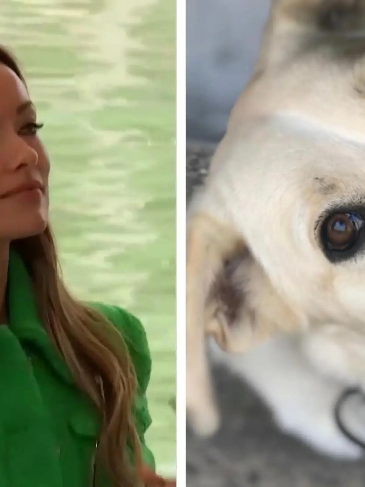 Bild zu: "Olivia Wilde soll ihren Hund für Harry Styles weggeben haben"